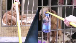 Pozorná sousedka zachránila psa, jehož majitel byl kvůli koronaviru uvězněný ve Wu-chanu