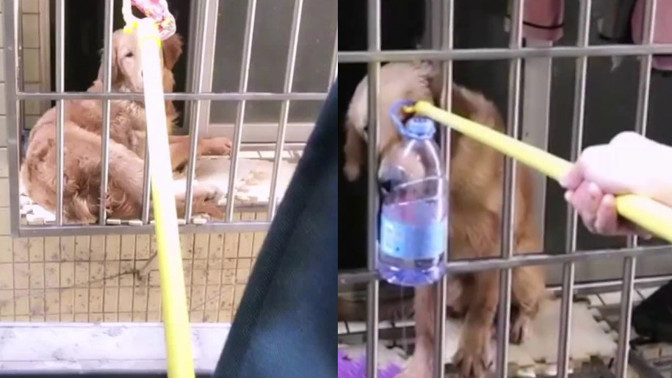 Pozorná sousedka zachránila psa, jehož majitel byl kvůli koronaviru uvězněný ve Wu-chanu