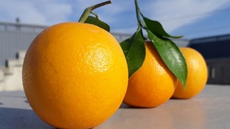Vyznejte se v pomerančích: K čemu se hodí a jak je v obchodě vybírat