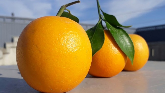 Vyznejte se v pomerančích: K čemu se hodí a jak je v obchodě vybírat