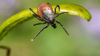Jak správně odstranit klíště? Nejdůležitější je rychlost, opatrnost a dezinfekce