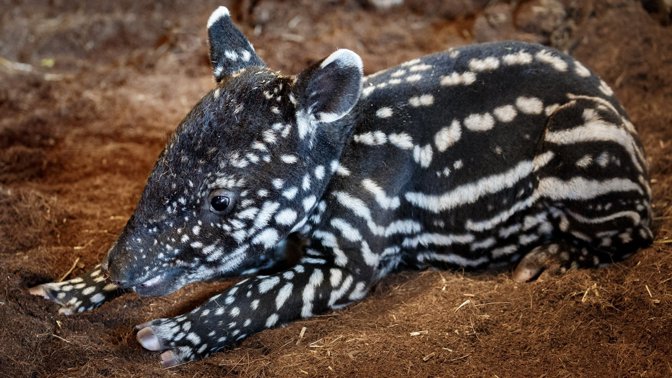 Naděje v dobách koronaviru. Podívejte se, jaká mláďata se narodila v českých zoo