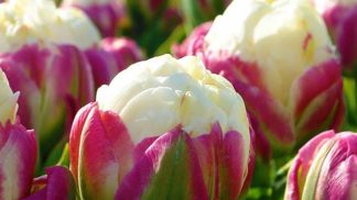 Nový druh tulipánu je opravdu k nakousnutí. Vypadá totiž jako zmrzlina