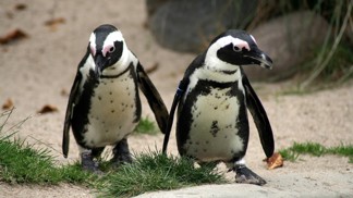 Snímek, který dojal celý svět. Fotograf zachytil dva ovdovělé tučňáky, jak společně koukají na nebe v Melbourne