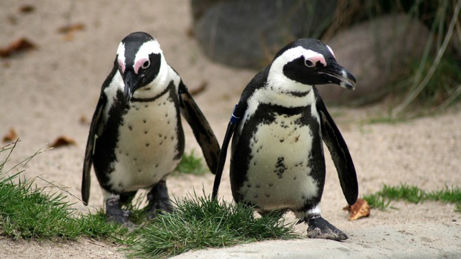 Snímek, který dojal celý svět. Fotograf zachytil dva ovdovělé tučňáky, jak společně koukají na nebe v Melbourne
