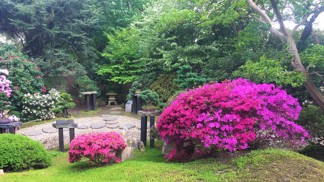 Samý květ a málo lidí. Pražská botanická zahrada aktuálně láká na magický japonský koutek