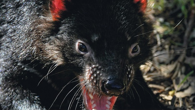 Tasmánští čerti se zabydlují v pražské zoo. Návštěvníci se na ně mohou přijít podívat již tuto sobotu