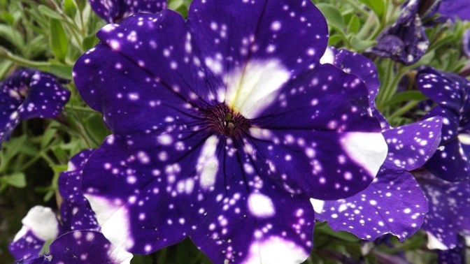 Proměňte svou zahrádku v noční oblohu. Odrůdu petúnie s názvem Sky Night koupíte i u nás