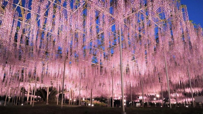 Japonská vistárie, které je už 146 let, nabízí úchvatnou podívanou. Připomíná procházku pod růžovou oblohou