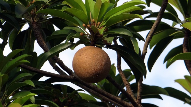 Mlsání bez výčitek: Ovoce s příchutí čokolády, které si můžete vypěstovat i v bytě