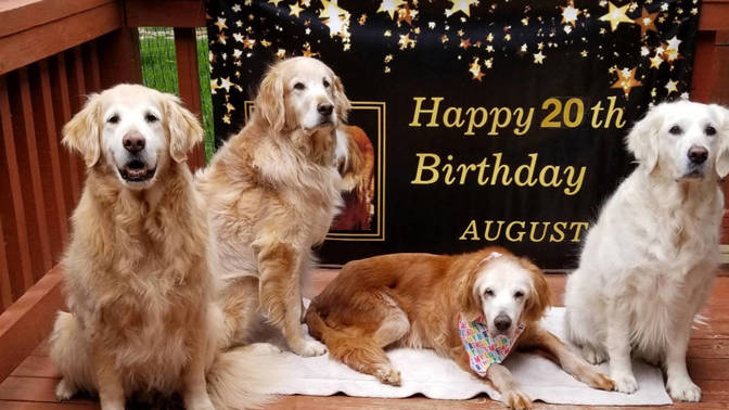 Nejstarší zlatý retrívr na světě. Fenka Augie oslavila už dvacáté narozeniny