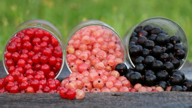 Není rybíz jako rybíz! Je zdravější černý, nebo červený?