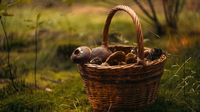Neplechy českých houbařů: Za co vám hrozí mastné pokuty?