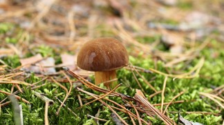 Netradiční smaženice z hub podle Zdeňka Pohlreicha: Houby nemyjte pod vodou, použijte utěrku, říká