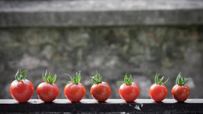 Sezóna rajčat se blíží: Které druhy sklidíte i na balkoně?