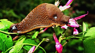 Jak na slimáky bez chemie? Zbavte se jich pomocí toho, co máte ve spíži