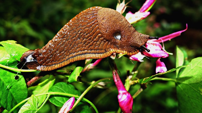 Jak na slimáky bez chemie? Zbavte se jich pomocí toho, co máte ve spíži