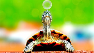 Zábavný horoskop o vás a zvířatech: Podívejte se, co máte společného!