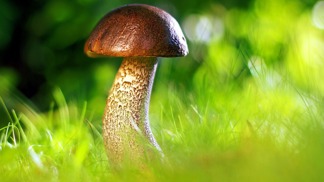 Houbová předpověď na červenec: Vypadá to nadějně, hledejte v listnáčích a parcích, říká mykolog Hájek