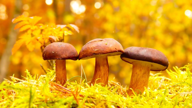 Houbová předpověď na víkend: „Růst hub je všude jiný,“ říká mykolog Luděk Hřib