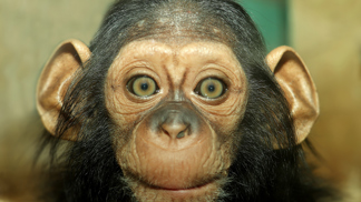 Zoo Plzeň má i letos vzácné přírůstky. Jaké zvíře nejvíc láká návštěvníky?