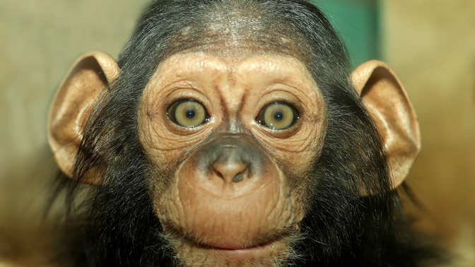 Zoo Plzeň má i letos vzácné přírůstky. Jaké zvíře nejvíc láká návštěvníky?