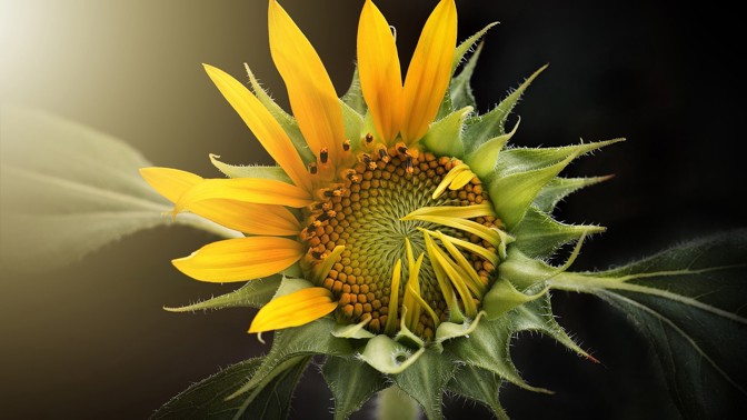 Podívejte se, jaká květina vás vystihuje podle horoskopu: Býci jsou jako bledule, Raci jako slunečnice