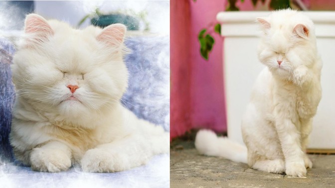 Příběh s dobrým koncem. Snímky zachráněné kočky Moet dojímají svět a pomáhají zvířatům