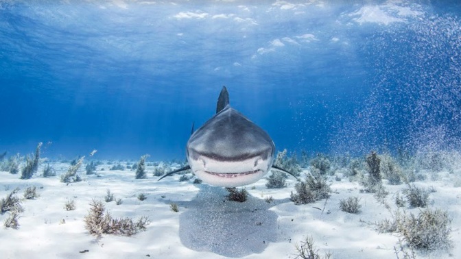 Týden se žraloky v srpnu na Discovery Channel