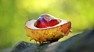 Magická síla kaštanů: V kapse zaženou stres, pod polštářem uleví od bolavých zad