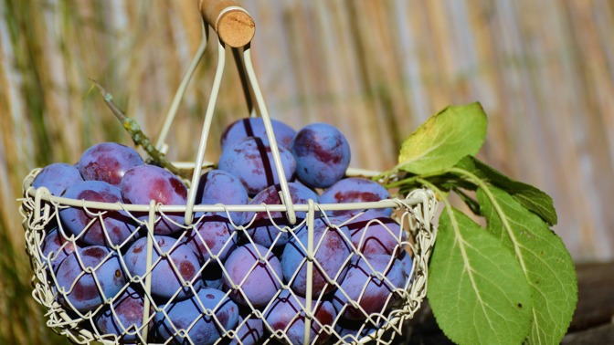 Švestková hitparáda: Vyhrají letos buchty, koláč anebo dáte šanci nákypu?