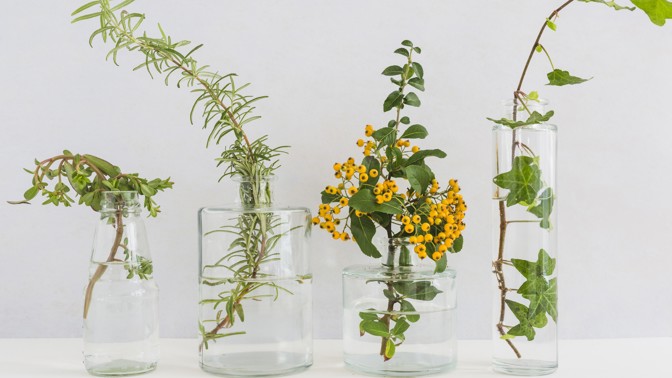 hydroponie, květiny