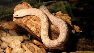 Horoskop domácích mazlíčků pro Raky, Lvy a Ryby: Kdo by si měl v těchto těžkých časech pořídit hada?