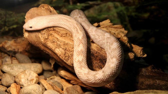 Horoskop domácích mazlíčků pro Raky, Lvy a Ryby: Kdo by si měl v těchto těžkých časech pořídit hada?