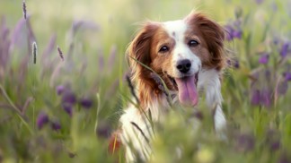 Horoskop pro pejskaře na léto 2023: Tohle prožijete s vaším božím chlupáčem!