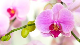 Chcete orchideje jako v botanické? Zkuste těchto pět tipů a nádhera vás nemine
