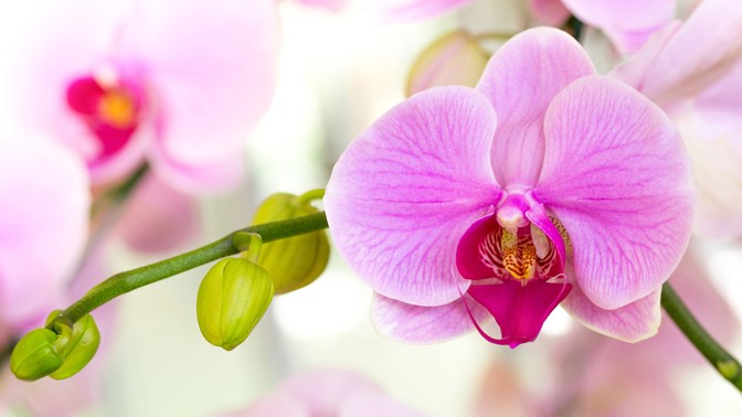 Chcete orchideje jako v botanické? Zkuste těchto pět tipů a nádhera vás nemine