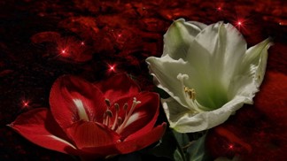 Luxusní hvězdníky: Jak se o ně postarat krok za krokem, aby vykvetly na Štědrý den