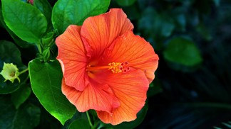 Pokojové ibišky: Se správnou péčí pokvetou celou zimu