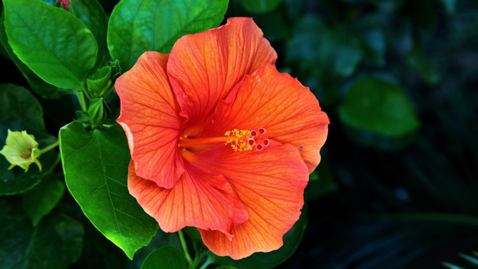 Pokojové ibišky: Se správnou péčí pokvetou celou zimu