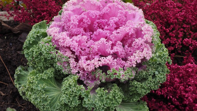 Milovaná i zatracovaná kapusta: Chutná skvěle, když se správně připraví