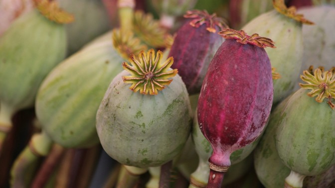 Superpotravina mák: Proč by ho měly pravidelně konzumovat zejména ženy?