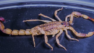 Den svatého Jiří, vylézají hadi a štíři! Co vás dnes čeká podle horoskopu?