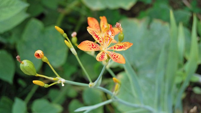 Zázrak jménem angínovník: Žvýkání listů ulevuje při bolestech v krku, pomáhá i při nachlazení