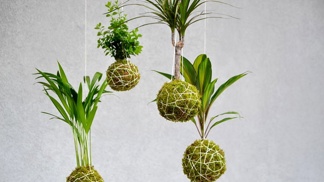 Kokedamy zavěšené ke stropu vytvoří v domácnosti nádhernou atmosféru