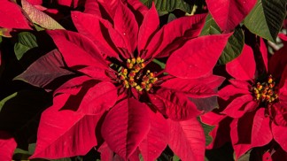 Jak se postarat o vánoční hvězdu po odkvětu: Dodejte jí pořádný sestřih