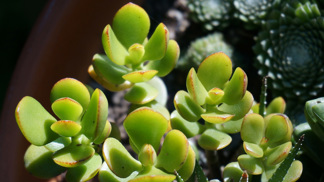 Tlustice: Ideální pokojovka pro lenochy