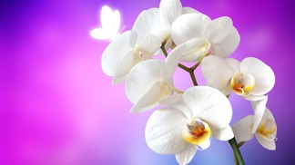 Orchideje jsou krásné a ozdobí každý interiér