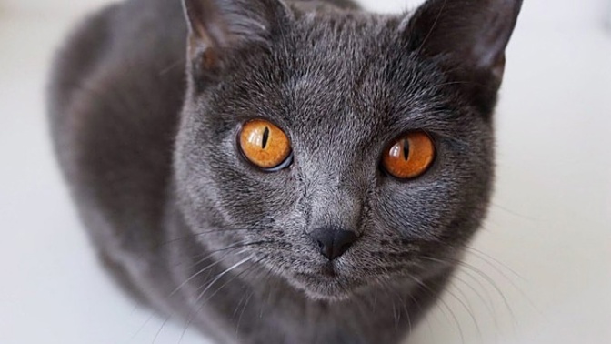 No není to nádhera? Kartouzská kočka je zkrátka krasavice...