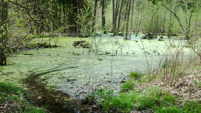Strašidelný Branišovský les: Proč se mu lidé vyhýbají obloukem?